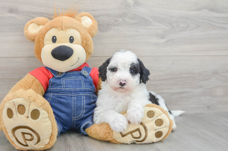 Meet Kimmy - our Mini Sheepadoodle Puppy Photo 3/3 - Premier Pups