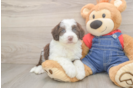 Funny Mini Sheepadoodle Poodle Mix Pup