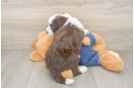 Best Mini Sheepadoodle Baby