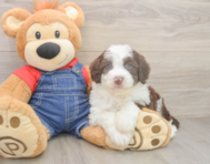 5 week old Mini Sheepadoodle Puppy For Sale - Premier Pups
