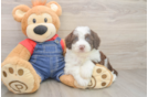 Little Sheeppoo Poodle Mix Puppy