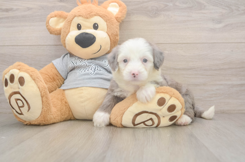 5 week old Mini Sheepadoodle Puppy For Sale - Premier Pups