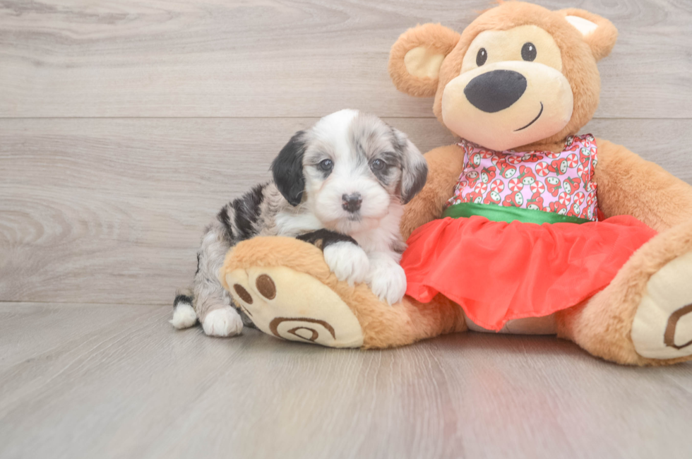 5 week old Mini Sheepadoodle Puppy For Sale - Premier Pups