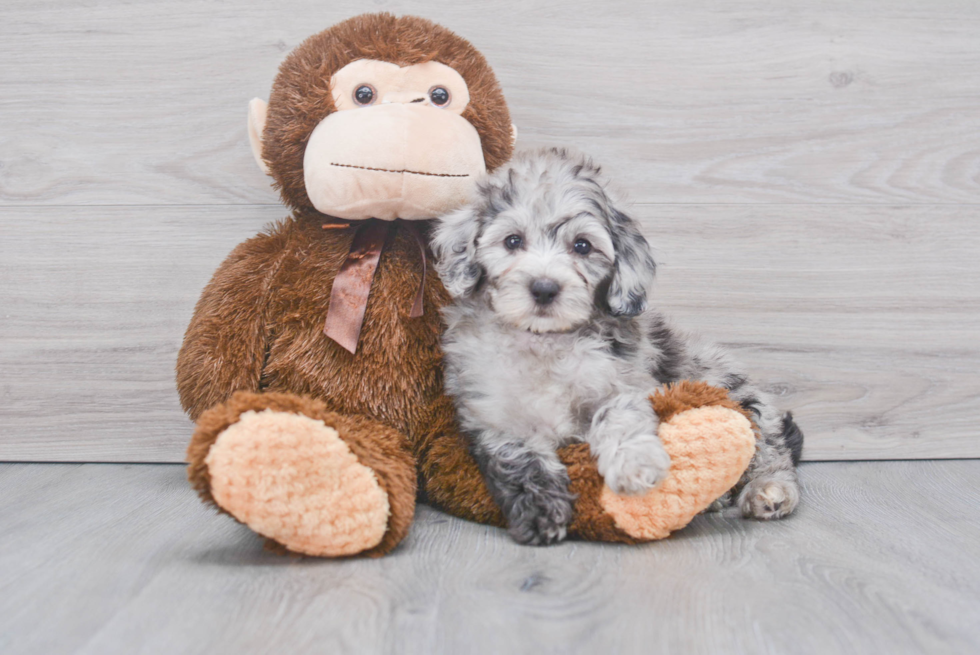 Adorable Sheep Dog Poodle Mix Puppy