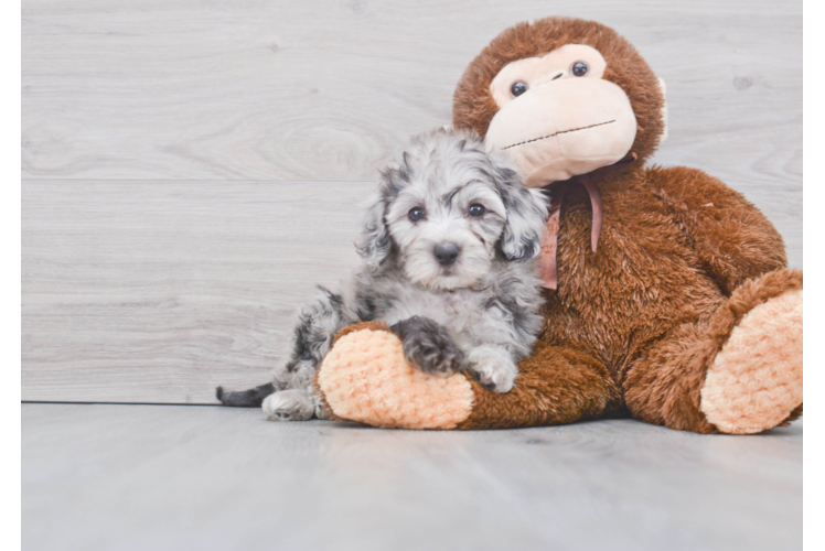 Smart Mini Sheepadoodle Poodle Mix Pup