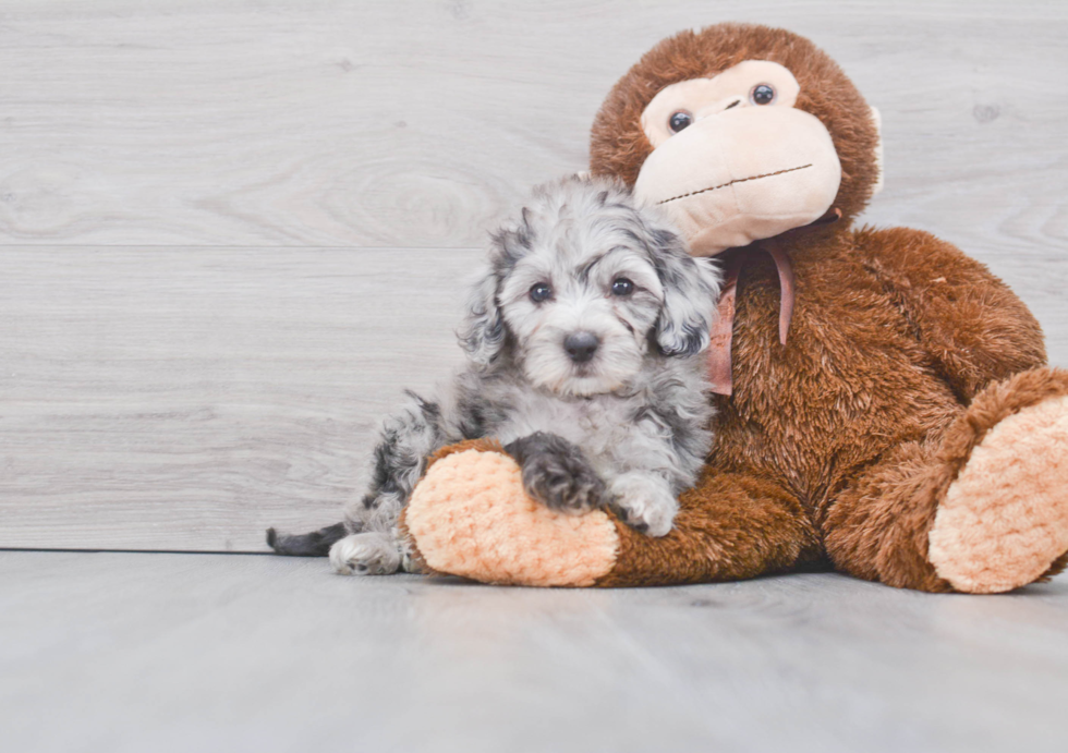 Smart Mini Sheepadoodle Poodle Mix Pup