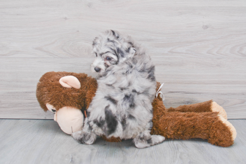 Mini Sheepadoodle Puppy for Adoption