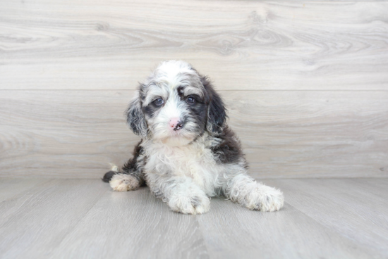 Mini Sheepadoodle Puppy for Adoption