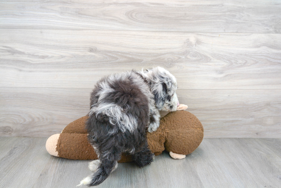 Best Mini Sheepadoodle Baby