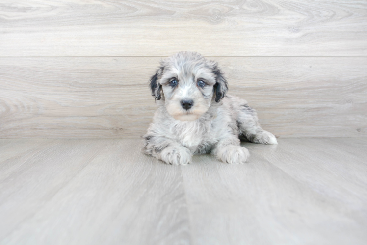 Mini Sheepadoodle Pup Being Cute