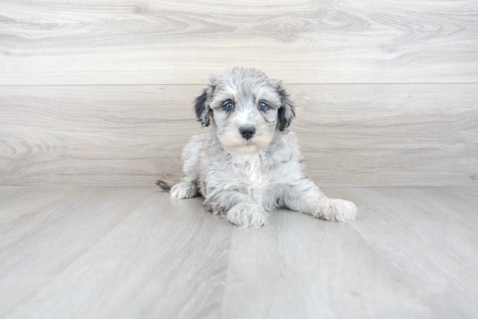 Best Mini Sheepadoodle Baby