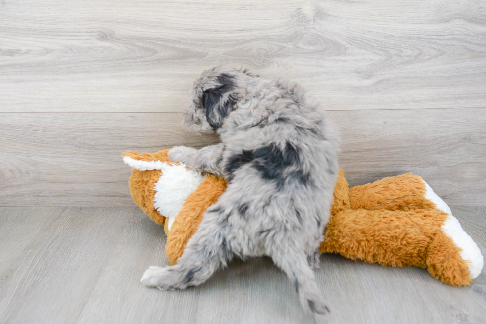 Petite Mini Sheepadoodle Poodle Mix Pup