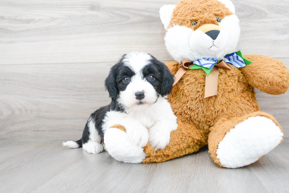 Best Mini Sheepadoodle Baby