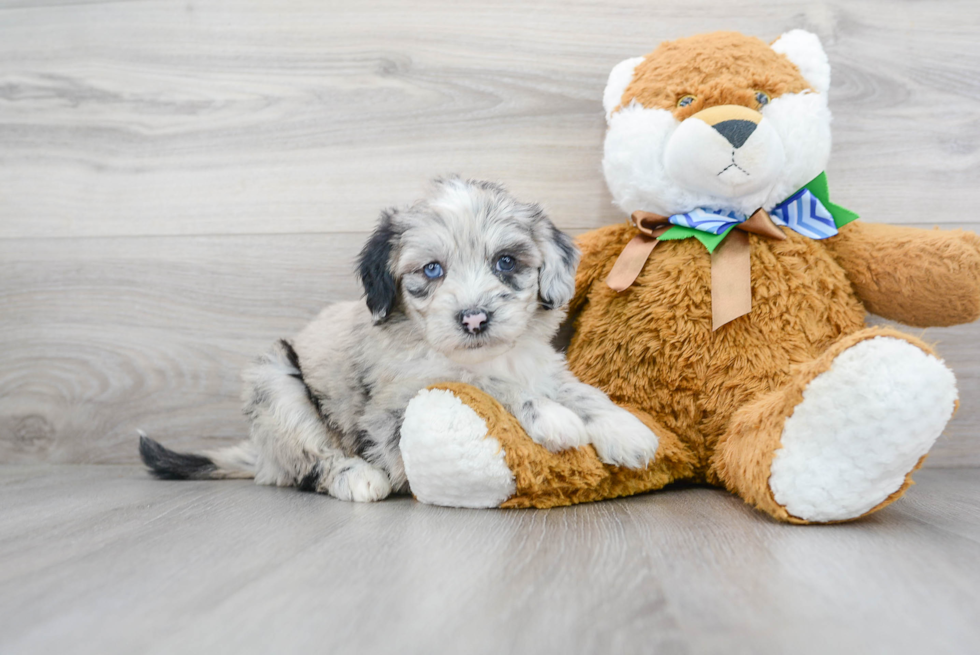 Mini Sheepadoodle Puppy for Adoption