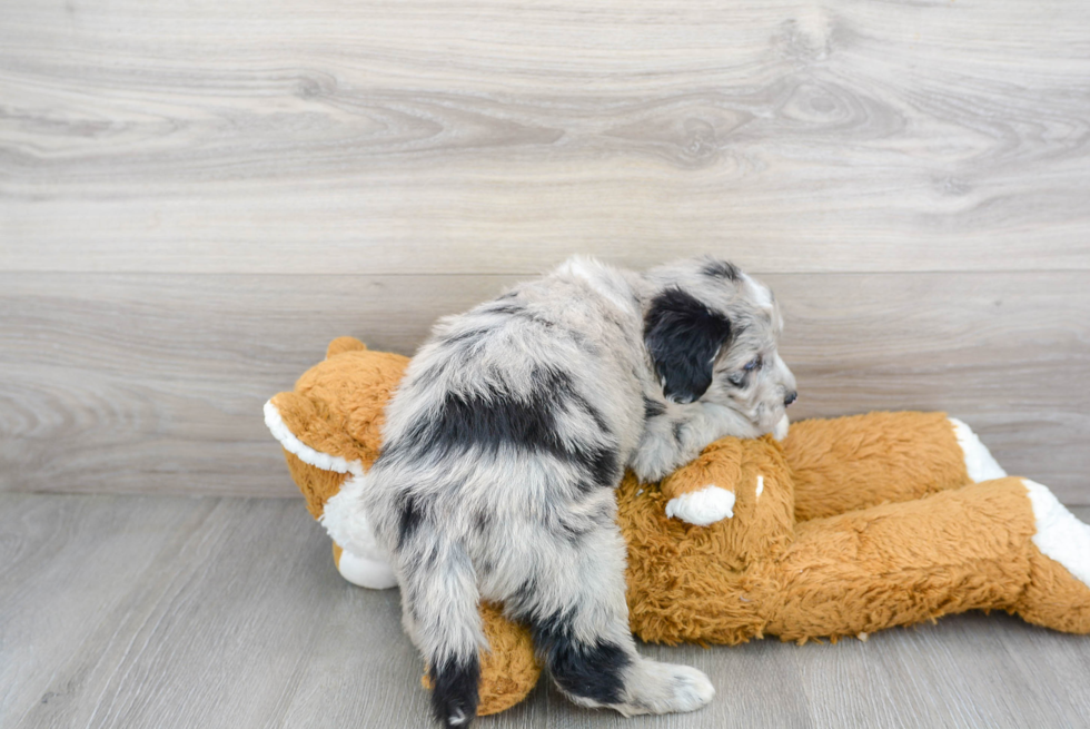 Mini Sheepadoodle Puppy for Adoption