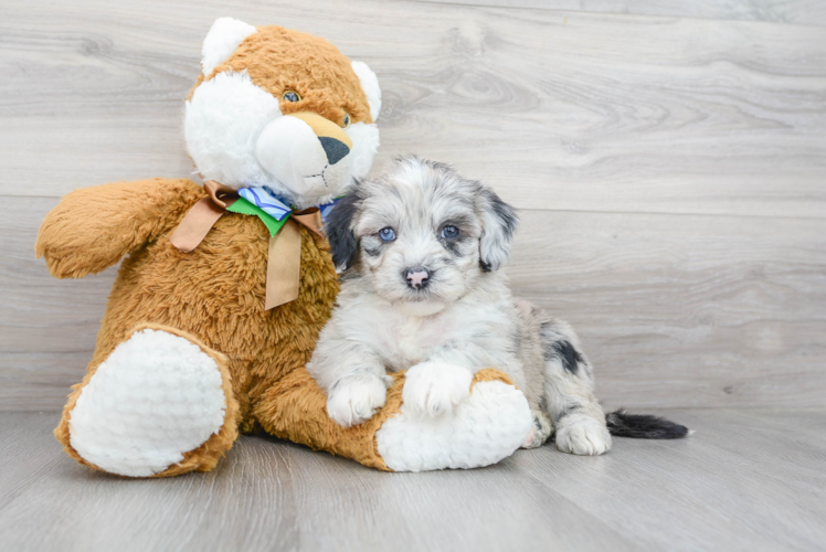 Little Sheep Dog Poodle Mix Puppy