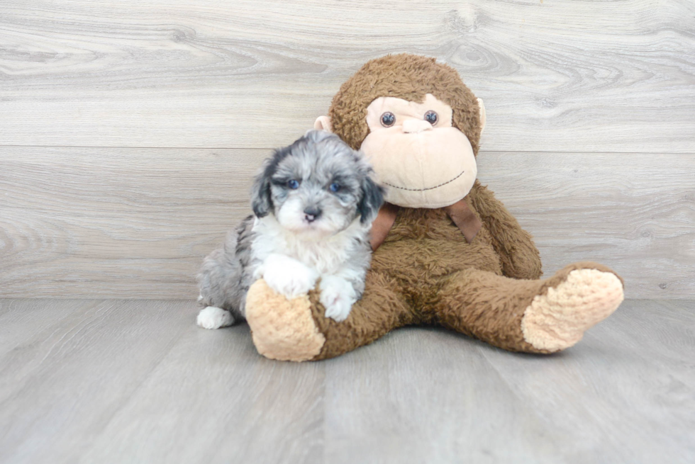 Mini Sheepadoodle Puppy for Adoption