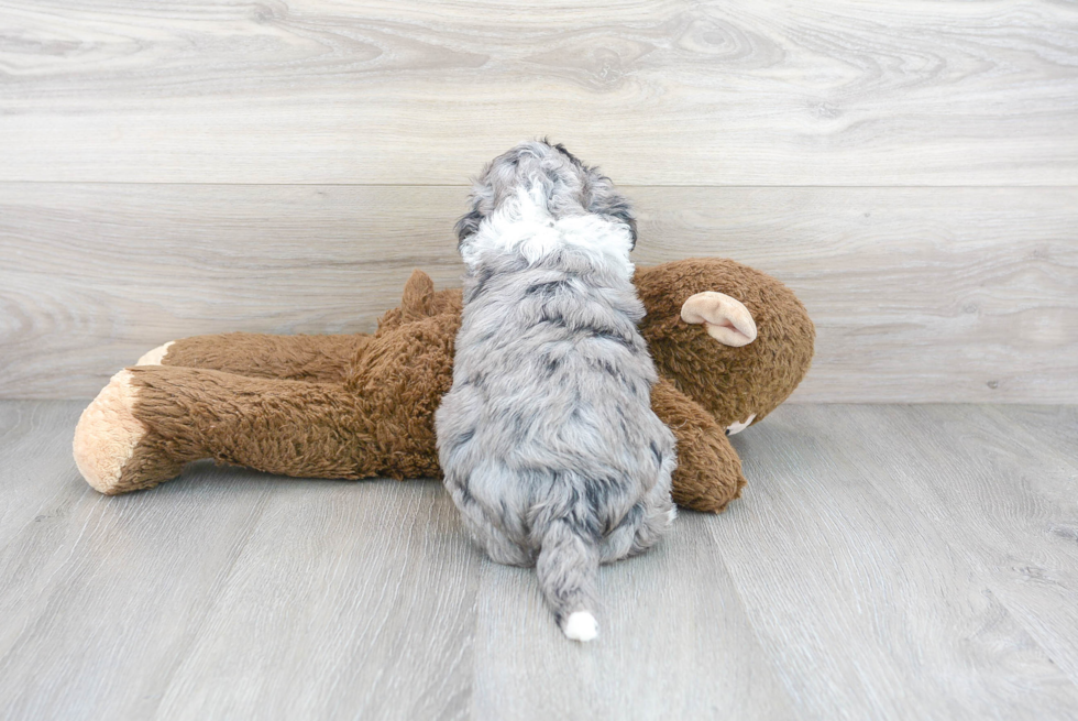 Mini Sheepadoodle Pup Being Cute