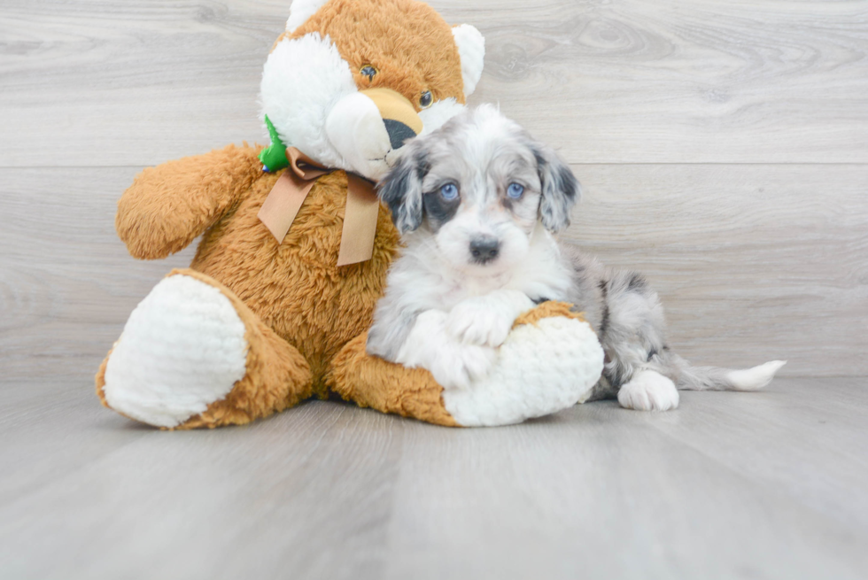 Mini Sheepadoodle Pup Being Cute