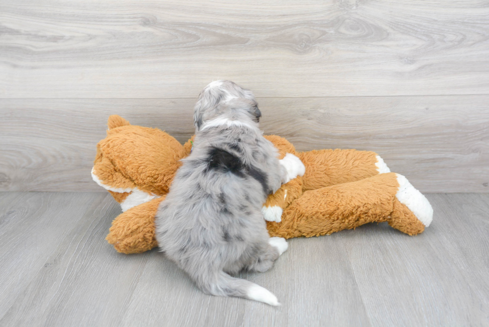 Cute Sheep Dog Poodle Mix Puppy