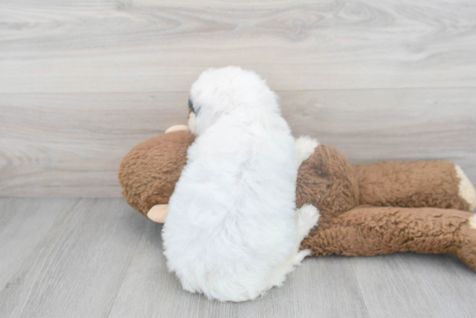 Mini Sheepadoodle Puppy for Adoption