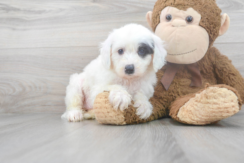 Popular Mini Sheepadoodle Poodle Mix Pup