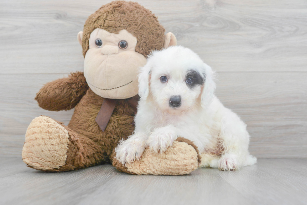 Fluffy Mini Sheepadoodle Poodle Mix Pup
