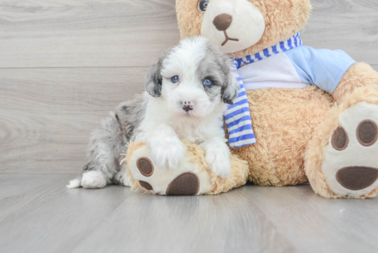 Best Mini Sheepadoodle Baby