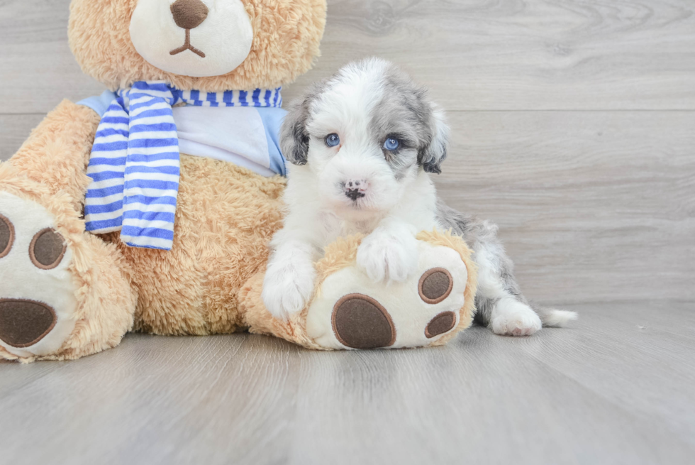 Mini Sheepadoodle Puppy for Adoption