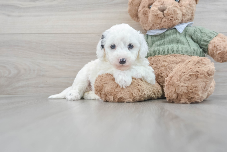 Adorable Sheep Dog Poodle Mix Puppy