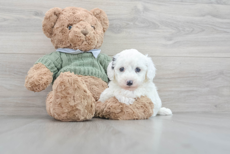 Adorable Sheep Dog Poodle Mix Puppy