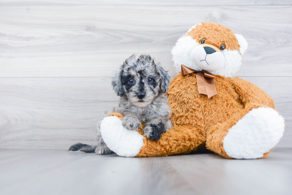 Mini Sheepadoodle Pup Being Cute