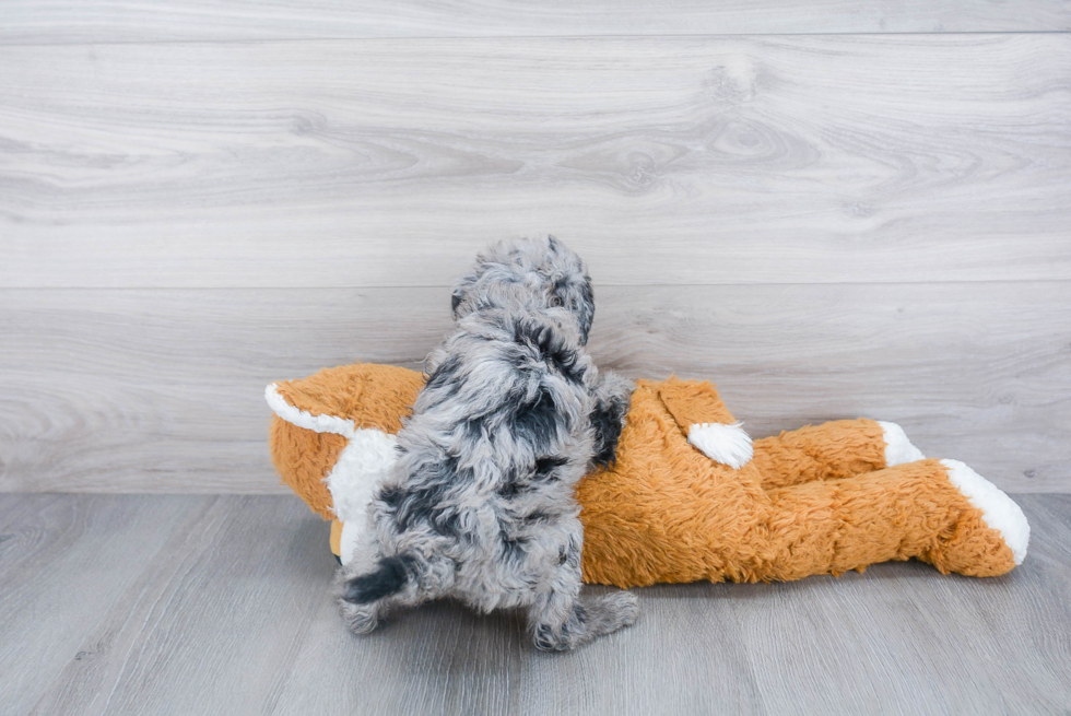 Playful Sheep Dog Poodle Mix Puppy