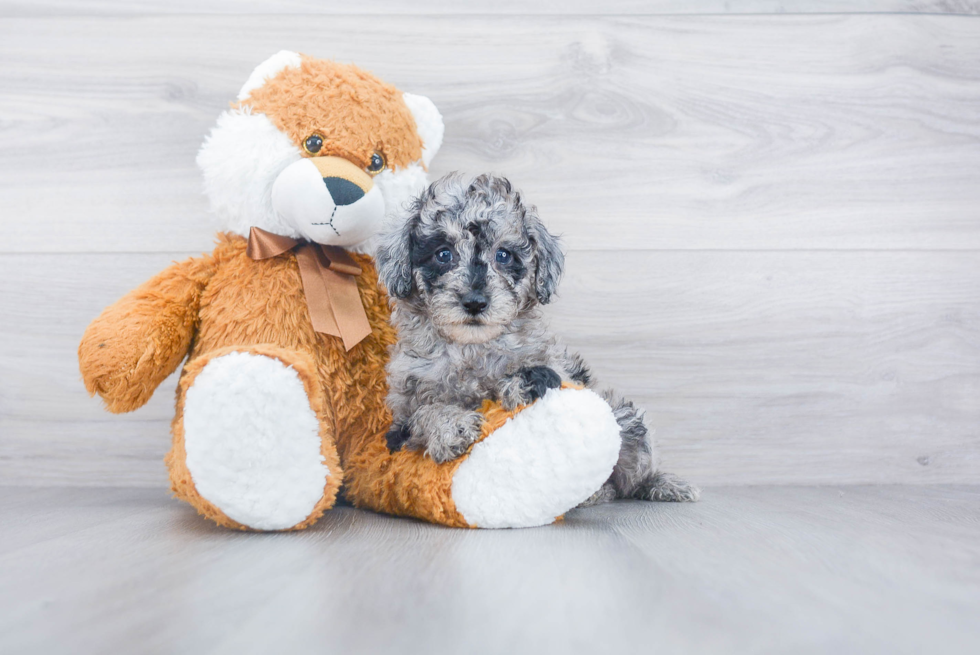 Mini Sheepadoodle Pup Being Cute