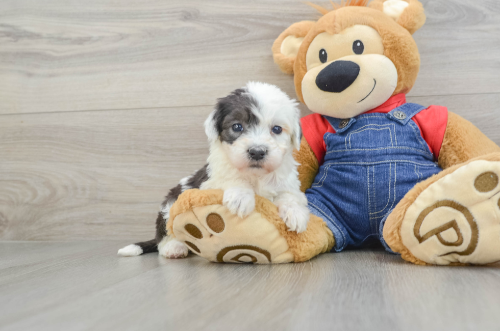 5 week old Mini Sheepadoodle Puppy For Sale - Premier Pups