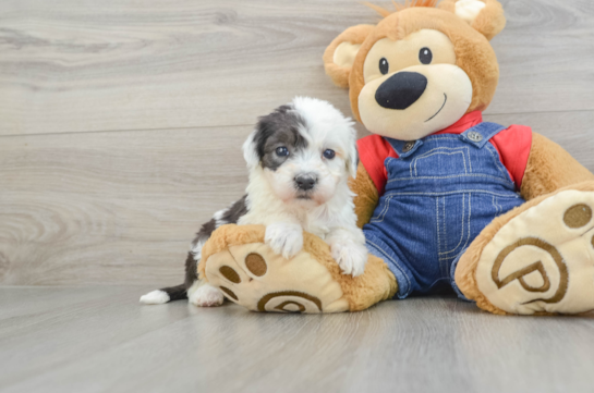 Mini Sheepadoodle Pup Being Cute