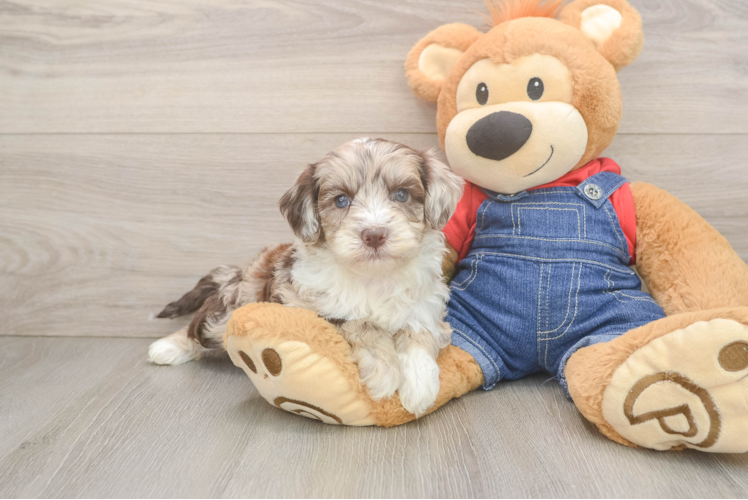 Best Mini Sheepadoodle Baby
