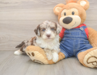 5 week old Mini Sheepadoodle Puppy For Sale - Premier Pups
