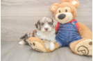 Best Mini Sheepadoodle Baby