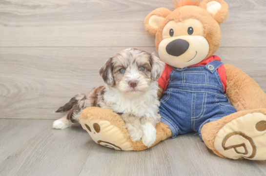 Best Mini Sheepadoodle Baby