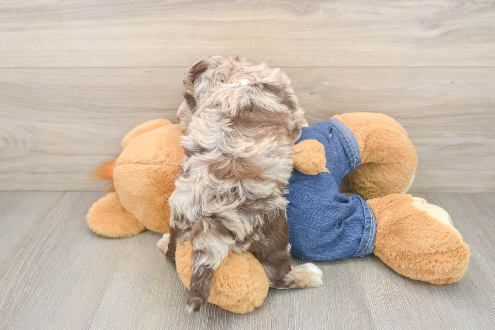 Mini Sheepadoodle Pup Being Cute