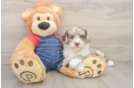 Best Mini Sheepadoodle Baby