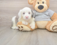 8 week old Mini Sheepadoodle Puppy For Sale - Premier Pups