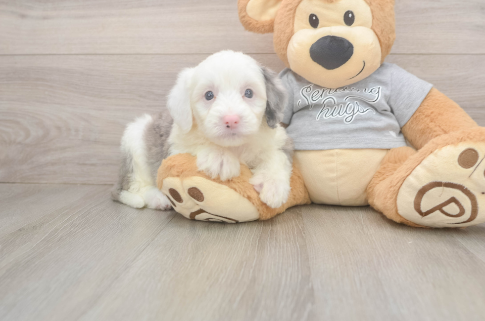 5 week old Mini Sheepadoodle Puppy For Sale - Premier Pups