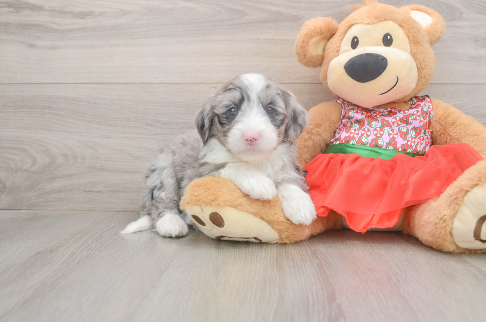 5 week old Mini Sheepadoodle Puppy For Sale - Premier Pups