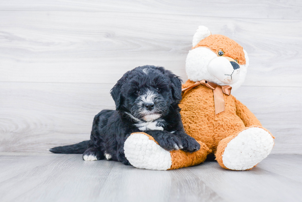 Best Mini Sheepadoodle Baby