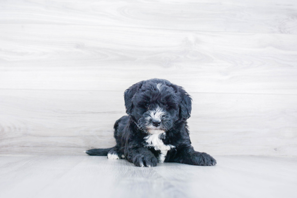 Best Mini Sheepadoodle Baby