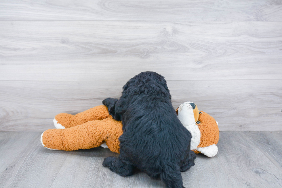 Best Mini Sheepadoodle Baby