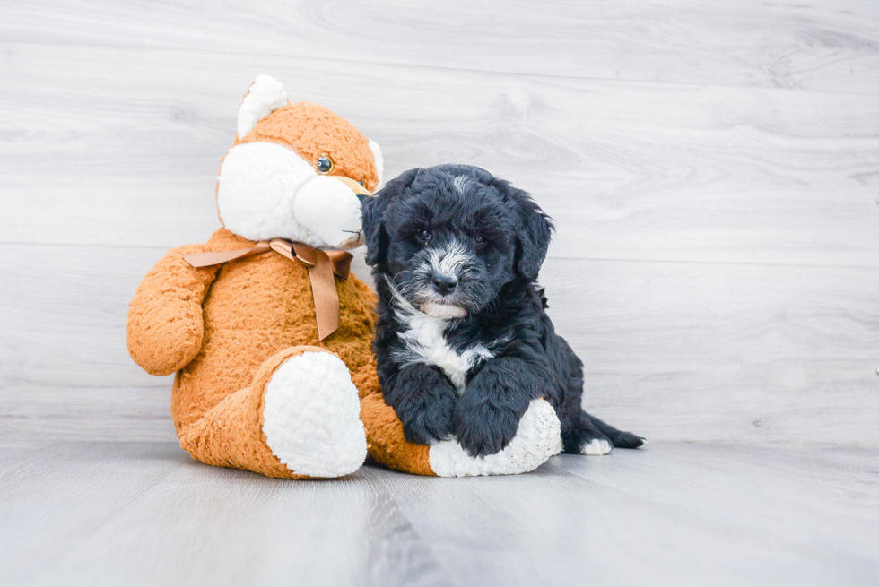 Mini Sheepadoodle Pup Being Cute