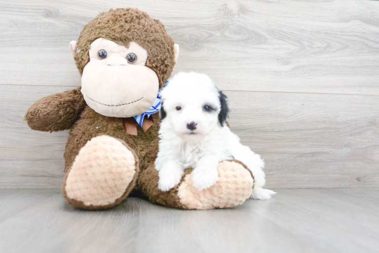 Smart Mini Sheepadoodle Poodle Mix Pup